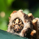 Bagworm Moth