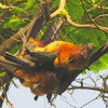 Indian flying fox or Greater Indian fruit bat