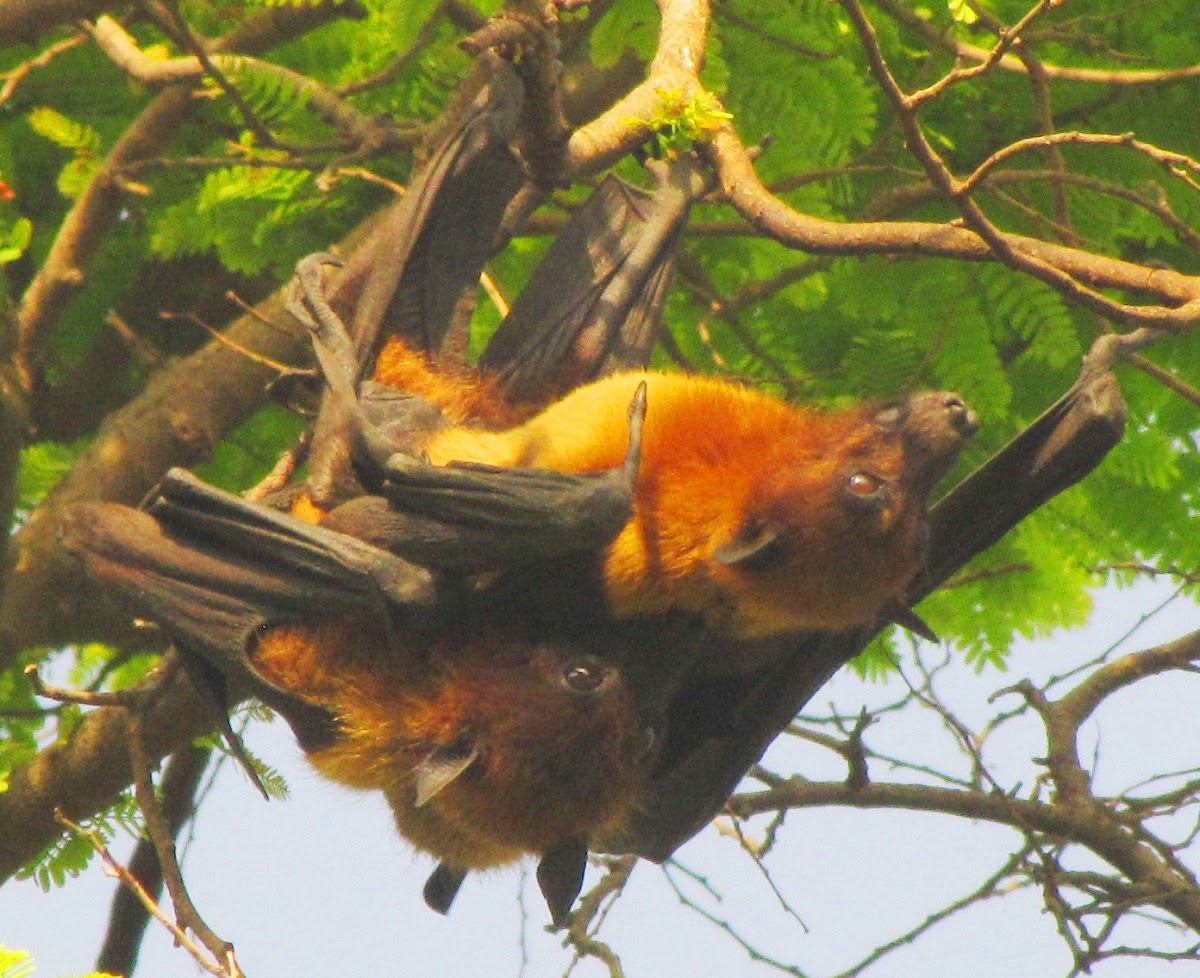 Indian flying fox or Greater Indian fruit bat