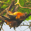 Indian flying fox or Greater Indian fruit bat