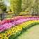 Tulips Flowers Wallpapers icon