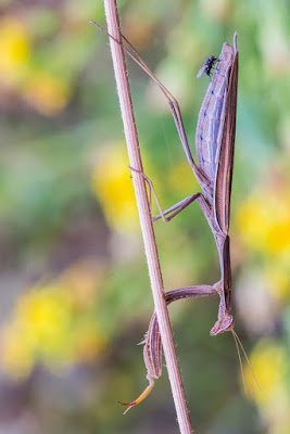 La mosca di MauroV