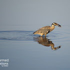 Yellow Crowned Heron