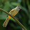 Flavescent Bulbul