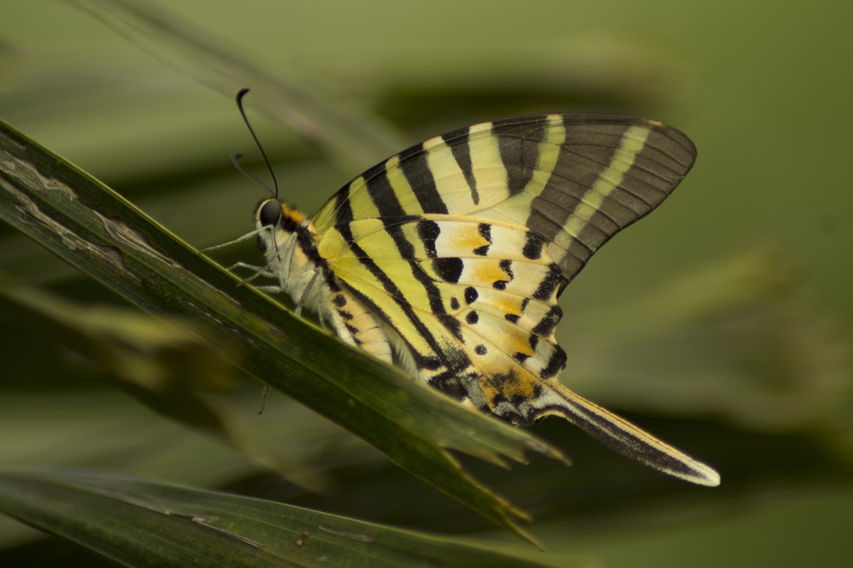 Five-bar Swordtail