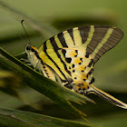 Five-bar Swordtail