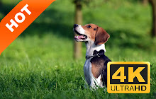 Beagle hound HD wallpaper new label theme small promo image