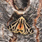 Harnessed Tiger Moth