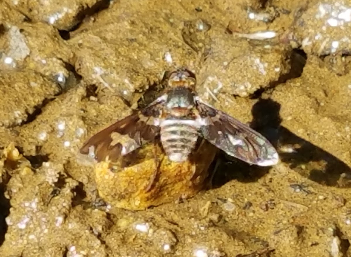 Tiger Bee Fly