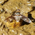 Tiger Bee Fly