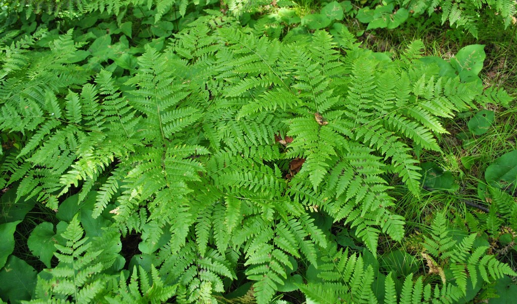 Bracken Fern