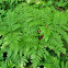 Bracken Fern