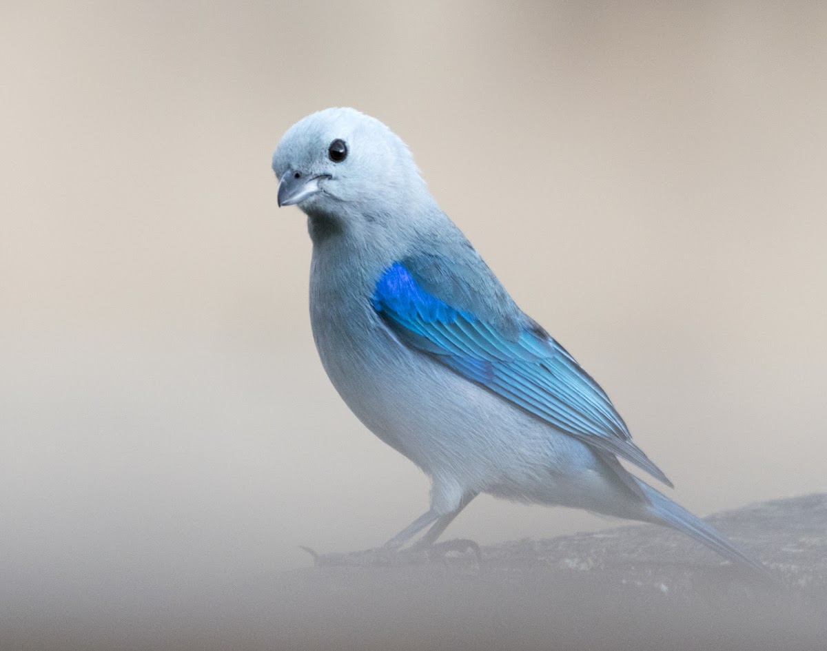 Blue-gray tanager