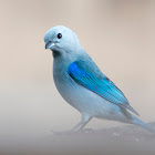 Blue-gray tanager