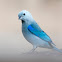 Blue-gray tanager