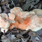 White-pored Chicken of the Woods