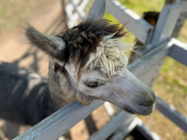 ヴォクシーのはいちゃん【六零護遊会北海道支部】さんが投稿したカスタム事例の投稿画像12枚目