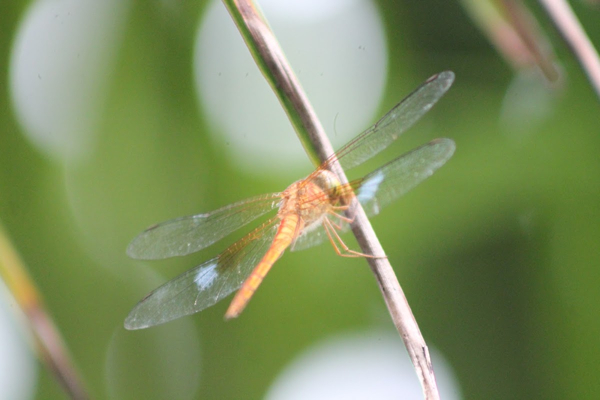 Foggy-winged Twister (Male)