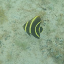 French Angelfish