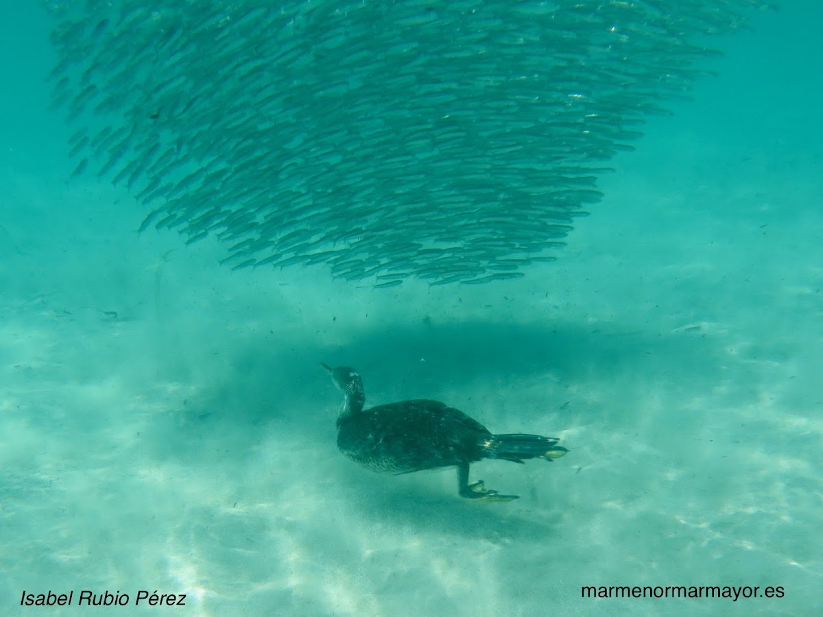 Cormorán moñudo