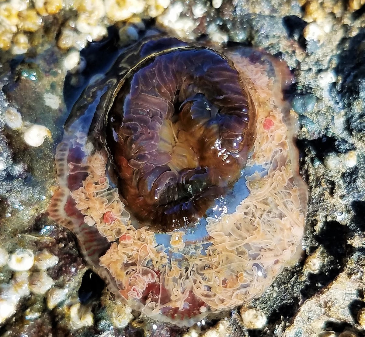 Brooding Sea Anemone