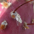 Cochineal Scales