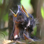 Sabiá-laranjeira (Rufous-bellied Thrush)