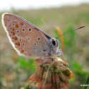 Common blue