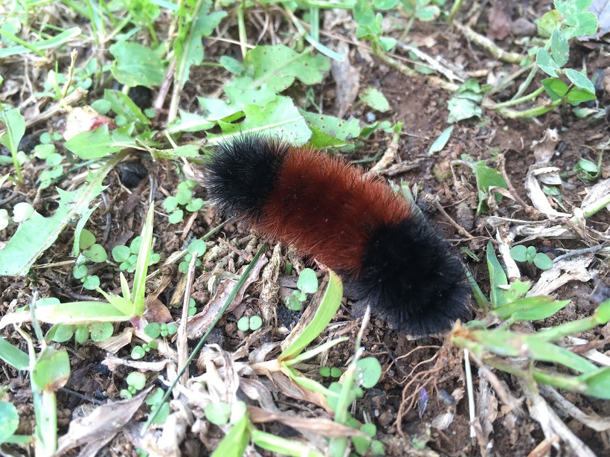 Banded Woollybear Caterpillar Moth