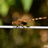 Black Pondhawk