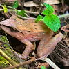 rãzinha-do-folhiço