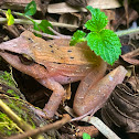 rãzinha-do-folhiço