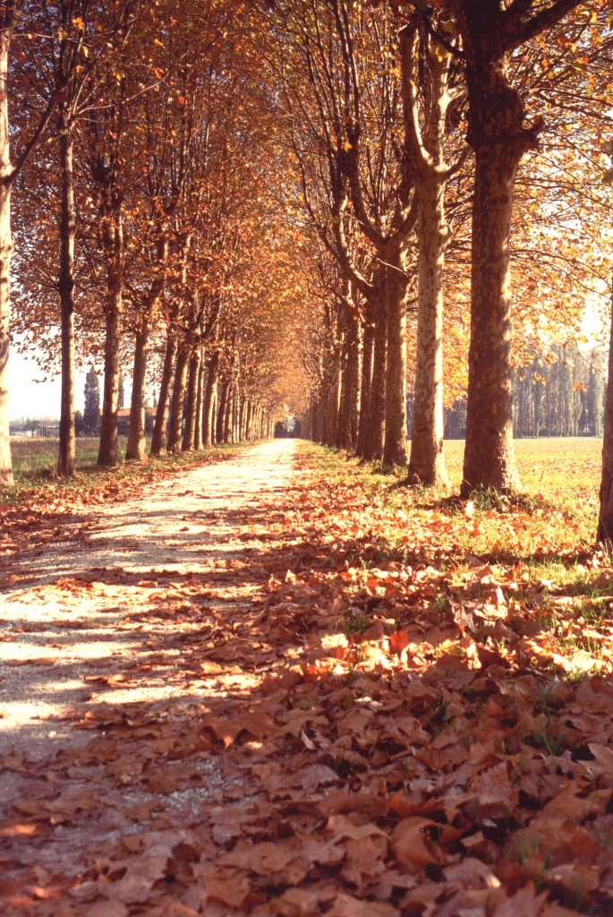 Viale d'accesso di ruggeri alessandro