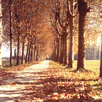 Viale d'accesso di 