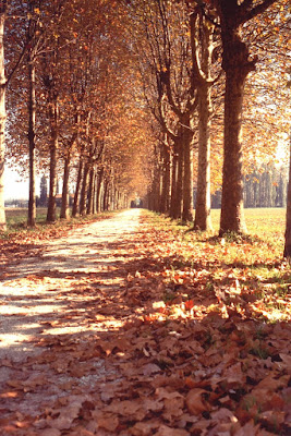 Viale d'accesso di ruggeri alessandro