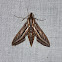 Vine Hawk moth