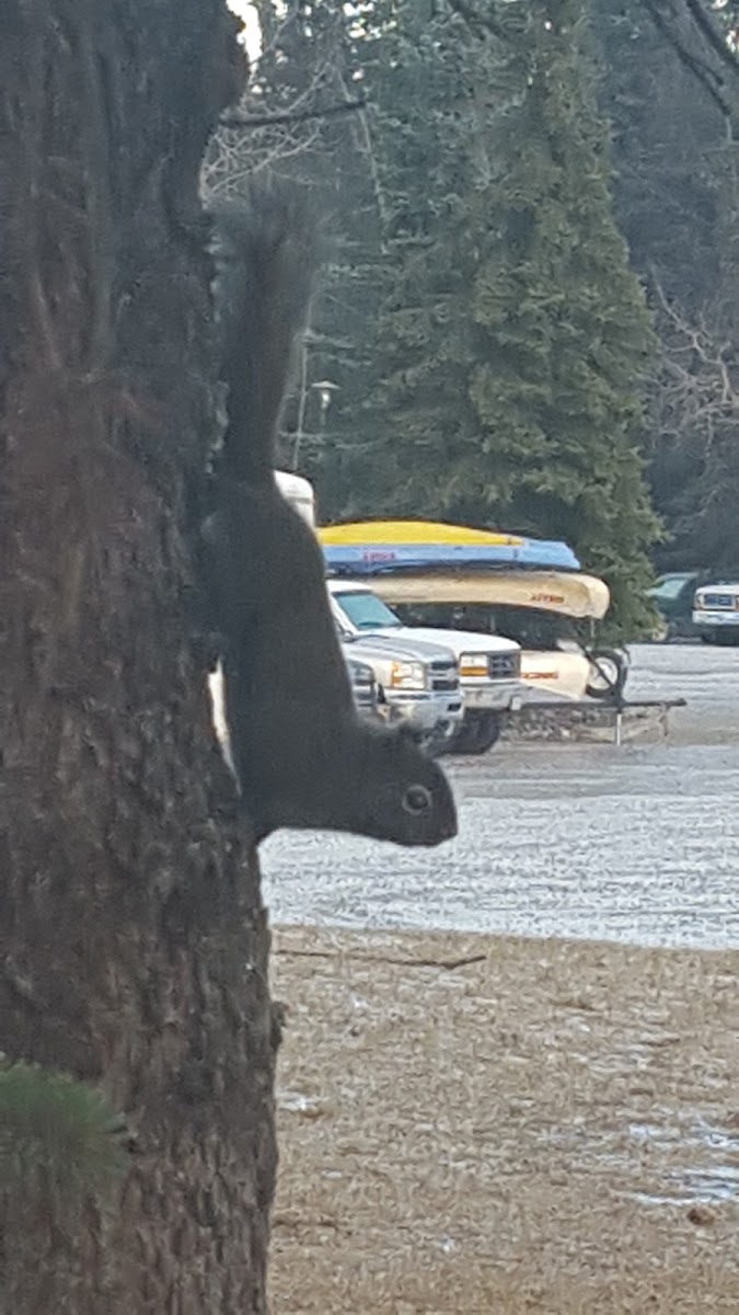 American Red Squirrel (melanistic)