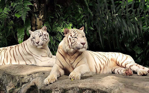 野生の動物パズル