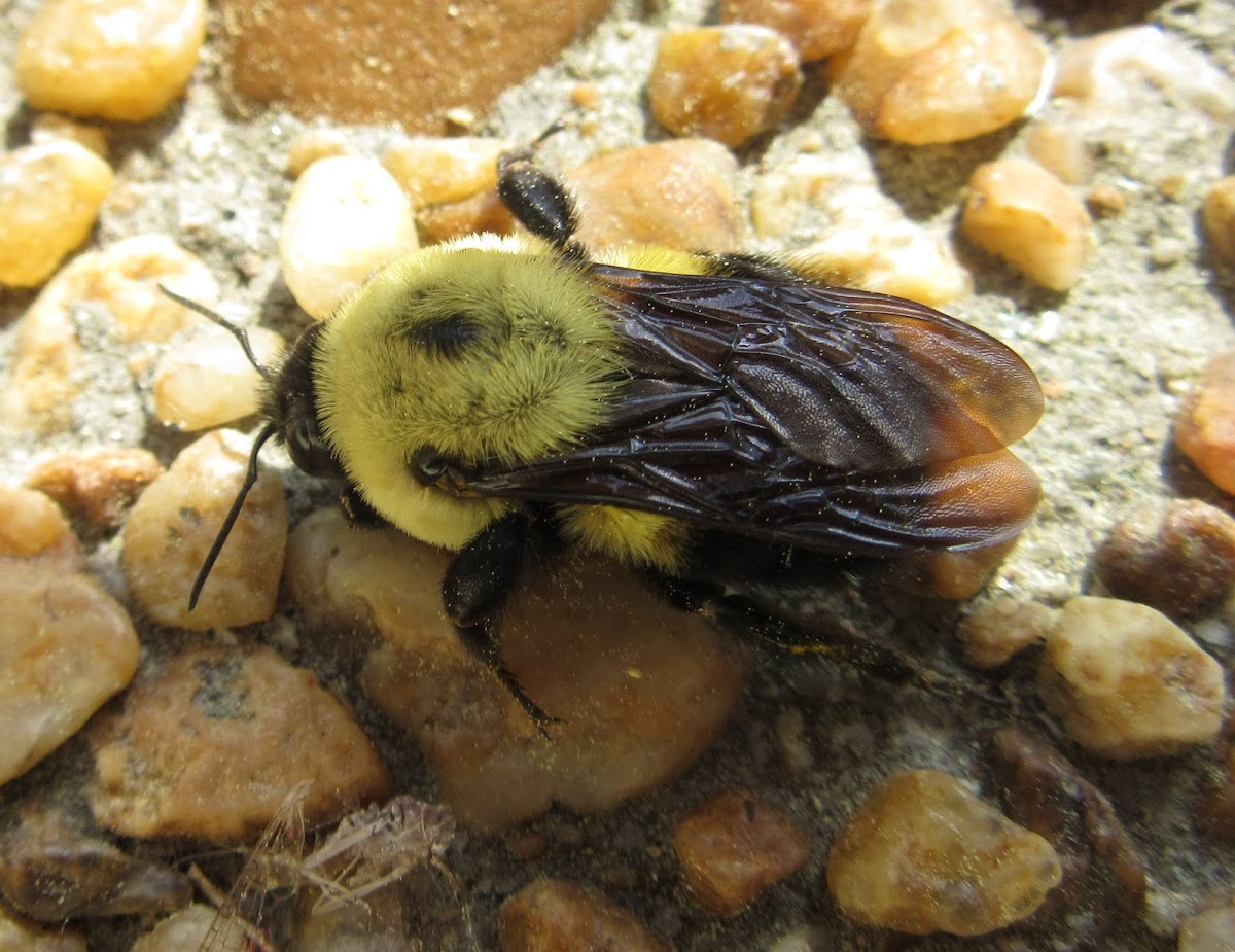 Common Eastern Bumble Bee