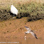 Whimbrel; Zarapito Trinador