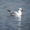 Black-headed Gull - nonbreeding plumage