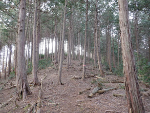 明確な踏み跡を続く