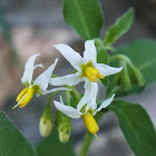 Whitetip Nightshade