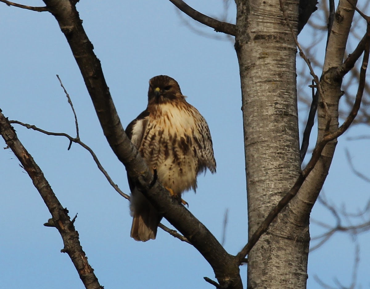 Red-tailed Hawk