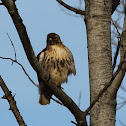 Red-tailed Hawk