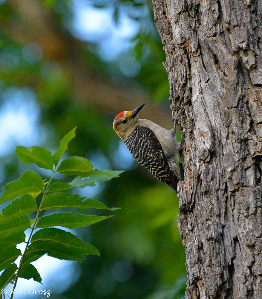 Golden-fronted Woodpecker