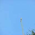 Brown Shrike