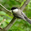 Willow Tit