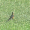 American Robin