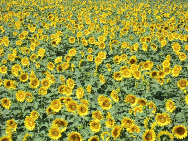 Gli allegri girasoli di domusdei